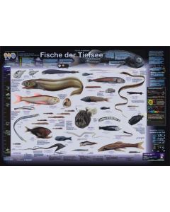 Fische der Tiefsee