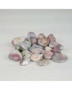 Rosa Botswana Achat - M