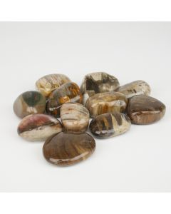 Versteinertes Holz - L